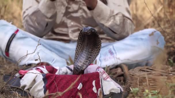 Un serpent cobra danse sur la musique d'un charmeur de serpent. — Video