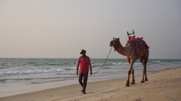 Arambol, India - January 2020. 낙타를 데리고 모래 해변을 걷고 있는 남자 — 비디오