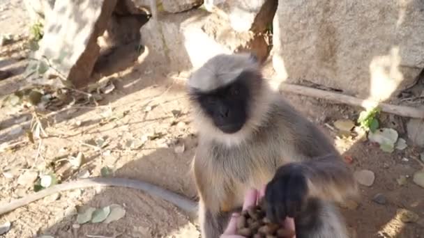 Un turista alimenta a un mono en Asia, India, Hampi. Mono toma comida de la mano humana . — Vídeo de stock