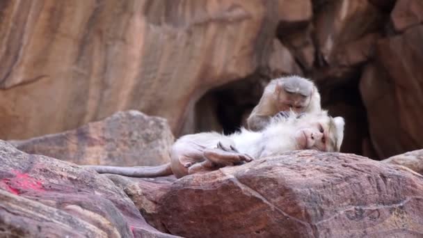 Aap kamt vlooien en parasieten uit de vacht van een andere aap — Stockvideo