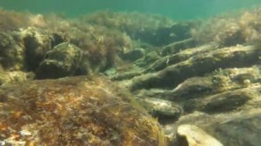 Deniz yatağı, algler, balıklar, mercanlar, kayalar, su altı videoları. Deniz suyun altında.