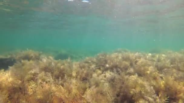 Tengeralattjáró a víz alatt. Tengerfenék a víz alatt, gyönyörű háttér — Stock videók