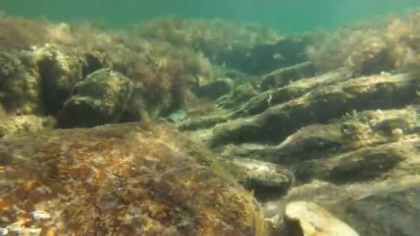 Tengerfenék, algák, halak, korallok, sziklák, víz alatti videó. A tenger víz alatt van. — Stock videók
