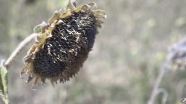 Olgun ayçiçeği. Yaz, tarım, ayçiçeği tarlası hasadı..