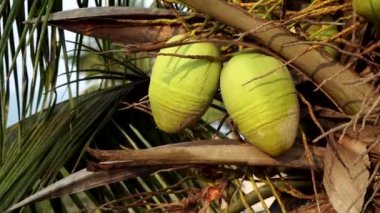 Yeşil hindistan cevizleri tropik bir palmiye ağacında yetişir.