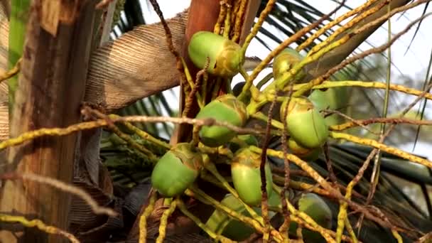 Small green coconuts grow on a large palm tree, close-up — Stock Video