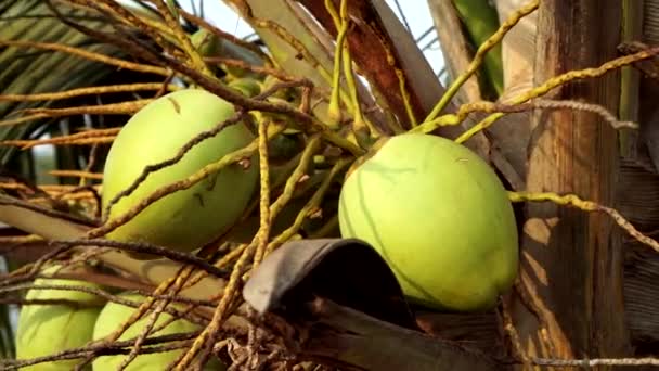 Kelapa hijau yang indah pada pohon palem, close-up. Telapak kelapa — Stok Video