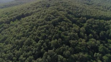 Hava manzarası: Ağaçlarla kaplı yeşil orman, dağlar ve tepeler
