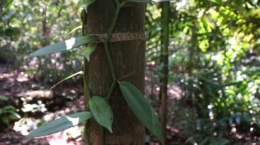 Vanilya bitkisi ormanda yetişir. Vanilyalı yapraklar