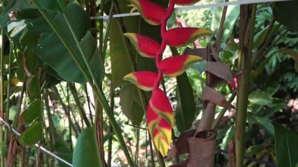 Piękna tropikalna roślina i kwiat Heliconia. Płozy helowe — Wideo stockowe