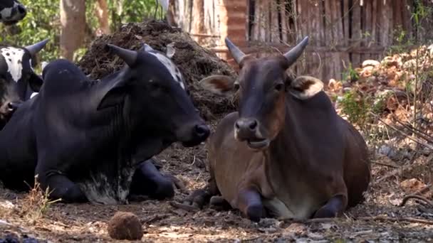 Vacas grandes jazem no chão na fazenda e mastigam seus alimentos — Vídeo de Stock