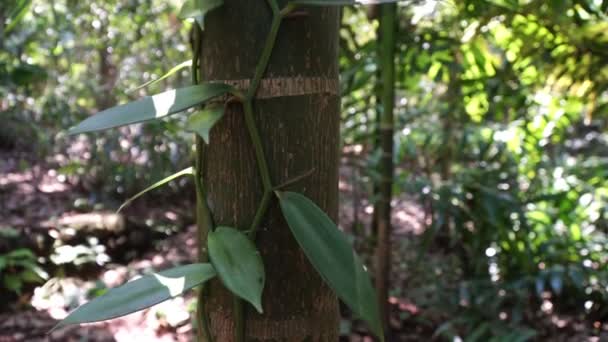 Vanillepflanze wächst im Wald. Vanilleblätter in vivo — Stockvideo