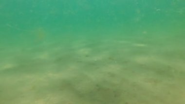 Kirli cansız deniz ve okyanus. Zemin kumlu ve çamurlu. Balıksız bir deniz.