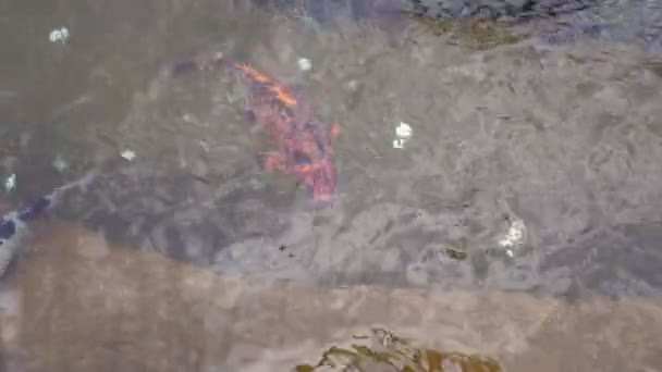 Большая красивая рыба плавает в воде в городском пруду — стоковое видео