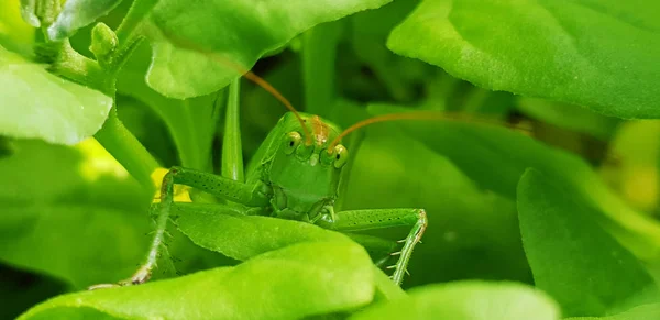 Hermoso Saltamontes Verde Cerca Insecto Camuflaje Planta Todo Concepto Verde — Foto de Stock