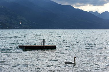 Walen Gölü 'nde yüzen platform ve kuğu, arka planda dağlar, İsviçre, St. Gallen Kantonu. 