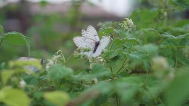 Mariposa blanca sentada sobre una hoja kostan. mariposa de col — Vídeos de Stock