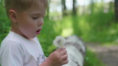 Yakışıklı çocuk karahindiba tohum üfleme