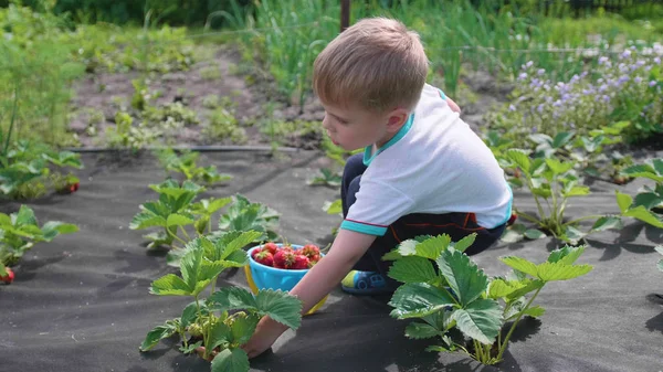 Copilul colectează fructe roșii Victoria. Rupe ușor boabele și le pune într-o găleată pentru copii. Recoltarea în grădină . Fotografie de stoc