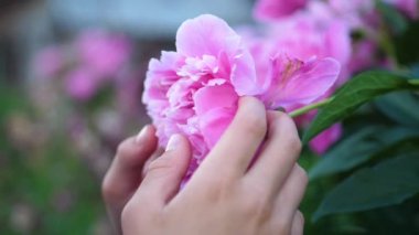 Küçük şirin bir bebek yavaşça çiçek kokusuna sahiptir. Çocuk bir çiçek kadar alır ve onun koku inhales. Çiçek tomurcukları peonies