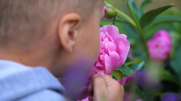Un bebé lindo disfruta suavemente del olor de las flores. El niño recoge una flor e inhala su fragancia. Brotes florecientes de peonías — Vídeos de Stock