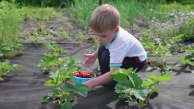 Çocuk kırmızı dut Victoria toplar. Yavaşça berry tatili ve childs kovaya koyar. Bahçede hasat.