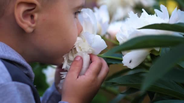 Een kleine schattige baby zachtjes geniet van de geur van bloemen. Het kind pikt een bloem en zijn geur inhaleert. Bloeiende toppen van pioenrozen — Stockvideo