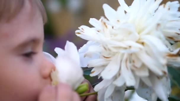 Een kleine schattige baby zachtjes geniet van de geur van bloemen. Het kind pikt een bloem en zijn geur inhaleert. Bloeiende toppen van pioenrozen — Stockvideo