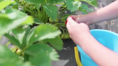 Çocuk kırmızı dut Victoria toplar. Yavaşça berry tatili ve childs kovaya koyar. Bahçede hasat. Eller yakın çekim