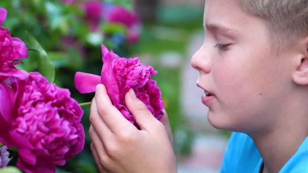 盛开的牡丹花蕾 一个可爱的小宝宝轻轻地享受花香的味道 孩子拾起一朵花 吸入它的芬芳 — 图库视频影像