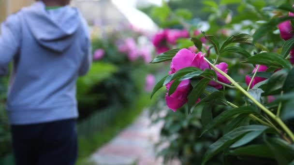 Blühende Gartenblumen. läuft das Kind auf dem Weg entlang der Blumen. Junge spielt im Blumengarten — Stockvideo