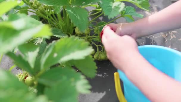 Ребенок собирает красную ягоду Виктория. Осторожно ломает ягоды и кладет их в ведро для детей. Сбор урожая в саду. Руки крупным планом — стоковое видео