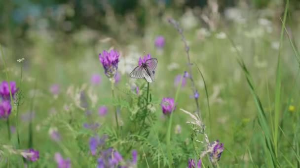 Waldlichtung. Schmetterlinge sitzen auf Blüten, sammeln Pollen. weißer Schmetterling — Stockvideo