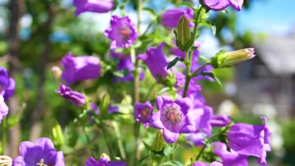 les fleurs du jardin clochettesBelles fleurs de jardin. Cloche violette, grandes inflorescences 