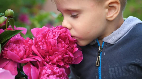 Ένα μικρό χαριτωμένο μωρό απολαμβάνει απαλά η μυρωδιά των λουλουδιών. Το παιδί παίρνει ένα λουλούδι και εισπνέει το άρωμα. Ανθισμένα μπουμπούκια παιώνιες — Φωτογραφία Αρχείου