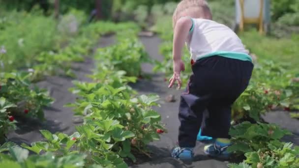Çocuk kırmızı Olgun kırmızı dut topluyor. Yavaşça berry tatili ve childs kovaya koyar. Bahçede hasat. — Stok video