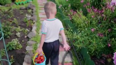 Çocuk bahçesinde kırmızı olgun meyveler toplanır. Çocuk üzerinde çilek dolu bir kova ile gider. Bahçede hasat.