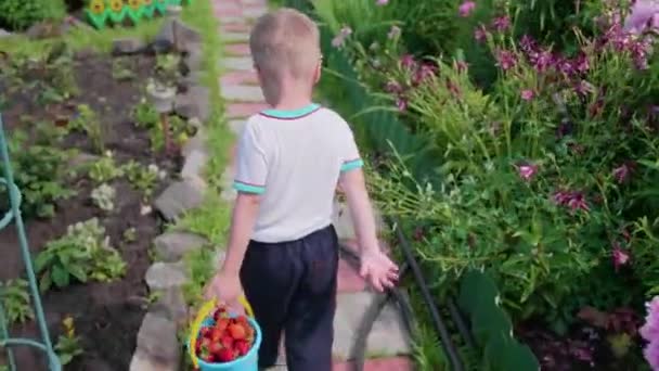 Pojken som samlats in röda mogna bär i trädgården. Barnet går med en full hink med bär på. Skörd i trädgården. — Stockvideo