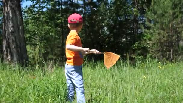 Junge auf einer Wiese, der mit einem Netz Schmetterlinge fängt. Ein heißer, sonniger Tag. Unterhaltung an der frischen Luft — Stockvideo