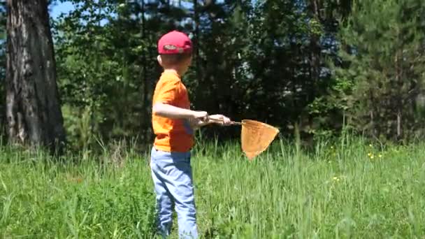 Jongen in een weide die het vangen van vlinders met een net. Een warme zonnige dag. Vermaak in de frisse lucht — Stockvideo