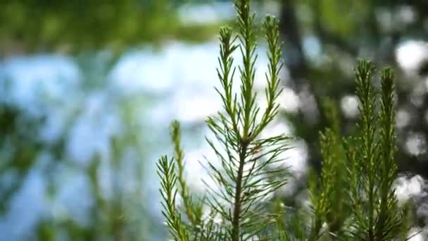 콜드 마운틴 리버는 나무에 따라 실행 됩니다. 강 유역에 자작나무, 침 엽 수림을 성장. 아름 다운 풍경 — 비디오