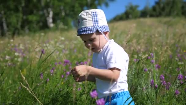 Boy in a meadow catching butterflies with a net. A hot Sunny day. Entertainment in the fresh air — Stock Video