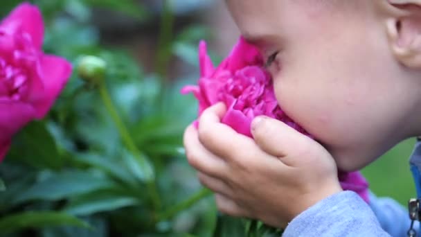 Un bebé lindo disfruta suavemente del olor de las flores. El niño recoge una flor e inhala su fragancia. Brotes florecientes de peonías — Vídeo de stock