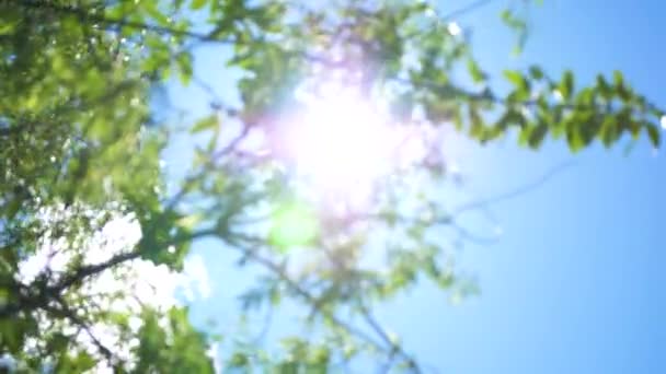 Блакитне небо, промені сонця проходять крізь корону дерева — стокове відео