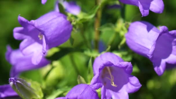 Flores de jardín campanilla Hermosas flores de jardín. Campana púrpura, inflorescencias grandes — Vídeos de Stock