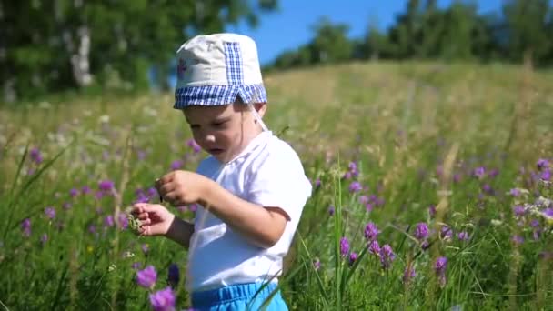 新鲜空气中的娱乐 男孩在草甸捉住蝴蝶用网 一个炎热的晴天 — 图库视频影像