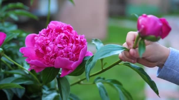 Un bebé lindo disfruta suavemente del olor de las flores. El niño recoge una flor e inhala su fragancia. Brotes florecientes de peonías — Vídeo de stock