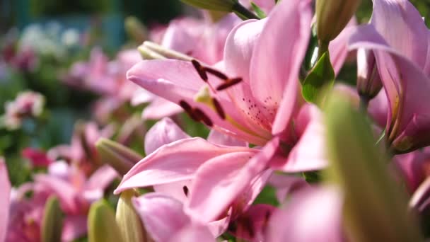 Kwiaty ogrodowe. Różowa Lilija, kwiatostan duży — Wideo stockowe