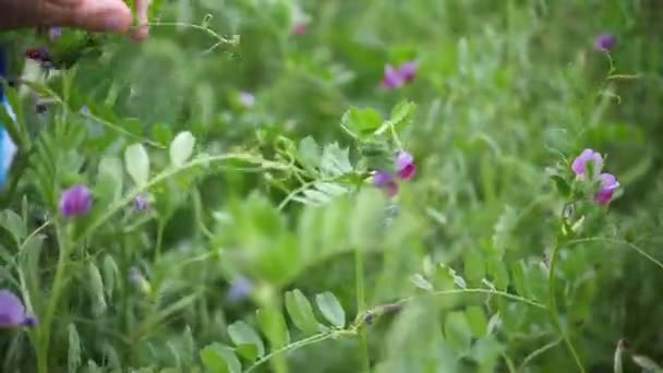 Mano de cerca toca las orejas. orejas balanceándose en el viento — Vídeo de stock