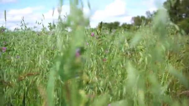 Zielone pola pola oat.a owsa. uszy chwiać się w wiatr na tle chmury burzowe — Wideo stockowe